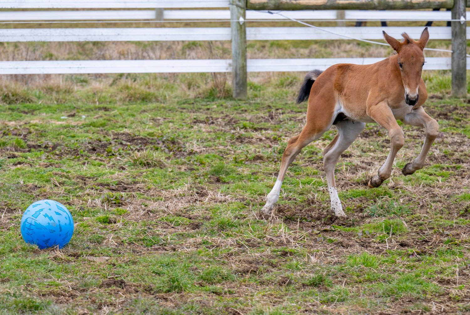 Frolicking in a pasture beside his mother, 3-week-old Gouda leaps in the air at the sound of Associate Professor Cory Kieschnick, Chair of Delaware Valley University’s Department of Equine Science and Management.