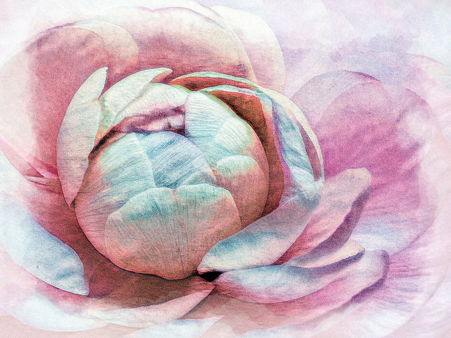 “Dahlia” by Martin Schwartz is a photograph given a more painterly appearance.
