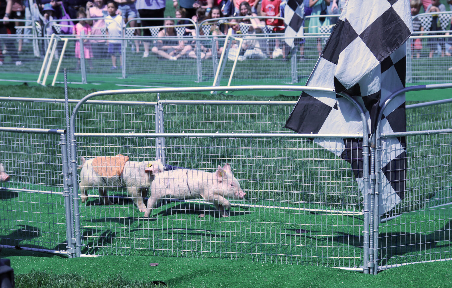 A-Day spectators take in some pig races at Delaware Valley University over the weekend.