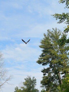 Now recovered from a case of lead poisoning, the Solebury Eagle soars majestically past the trees en route to his family.
