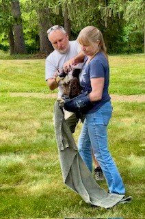The Aark Center’s Stephen Lis removes the hood from the Solebury Bald Eagle’s head and Leah Stallings, also of AARK, prepares to release the bird back into the wild.