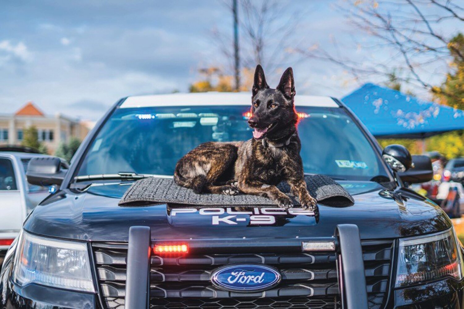 K9 Jolie sits atop a police vehicle.