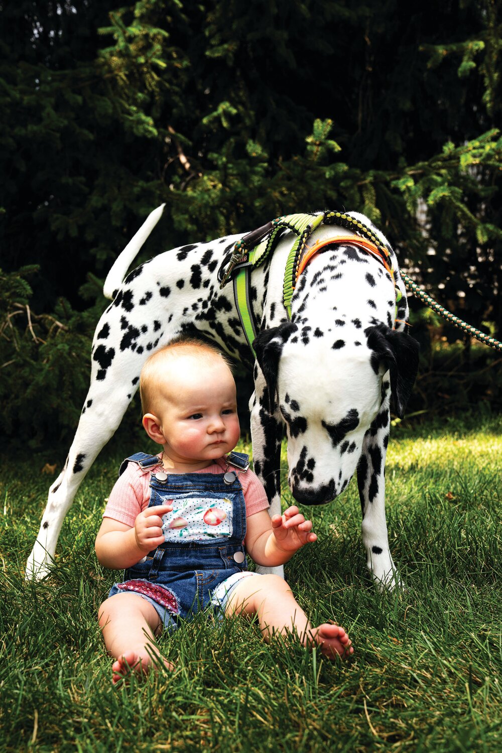 Sunny Sztenderowicz and Jackson the Dalmatian enjoy the company of each other at Peddler’s Village’s Peach Festival.