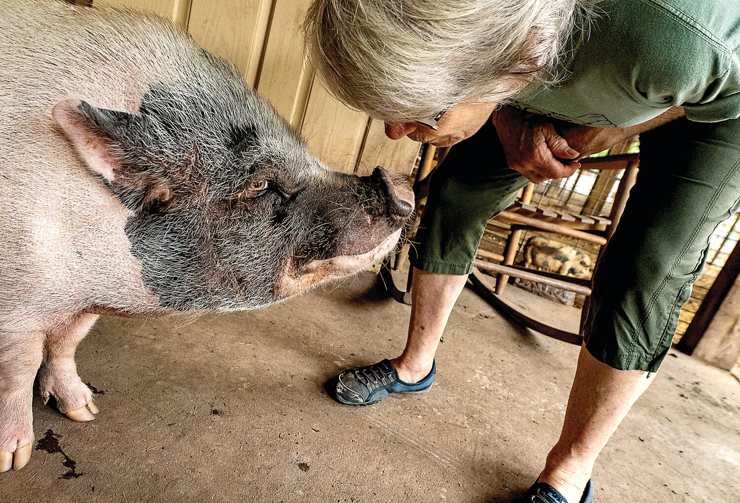 Susan Magidson leans in for a kiss. She is founder and owner of Ross Mill Farm, a full service farm and care center that is exclusively for pigs. At least 150 pigs reside, some roaming free, at the Warwick Township farm that is spread out across dozens of acres.