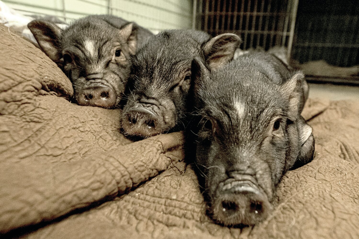 Three pigs lounge on a blanket at Ross Mill Farm in Warwick.