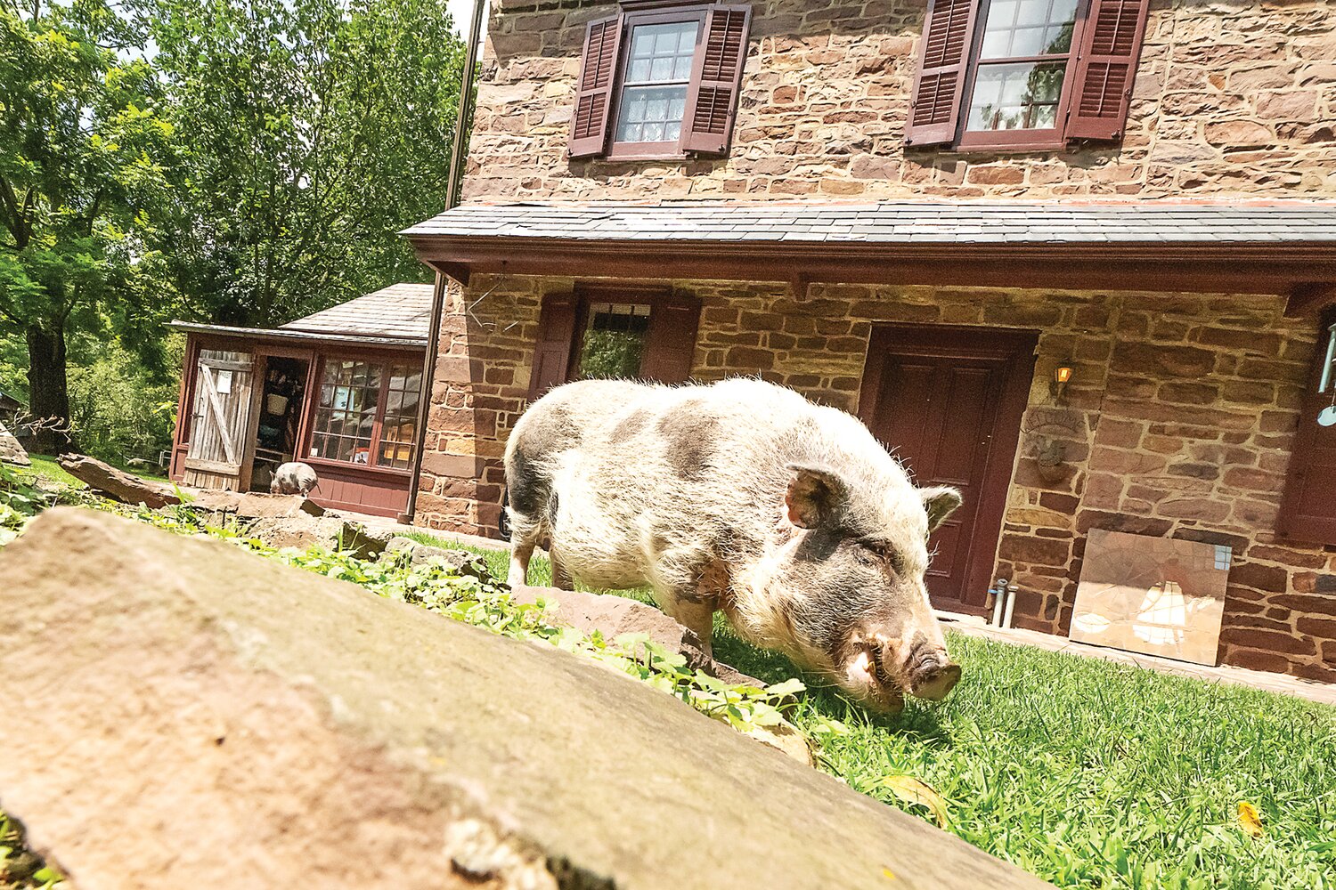 The Pig Placement Network’s mission is to unite pet pigs with those who will love and care for them.
