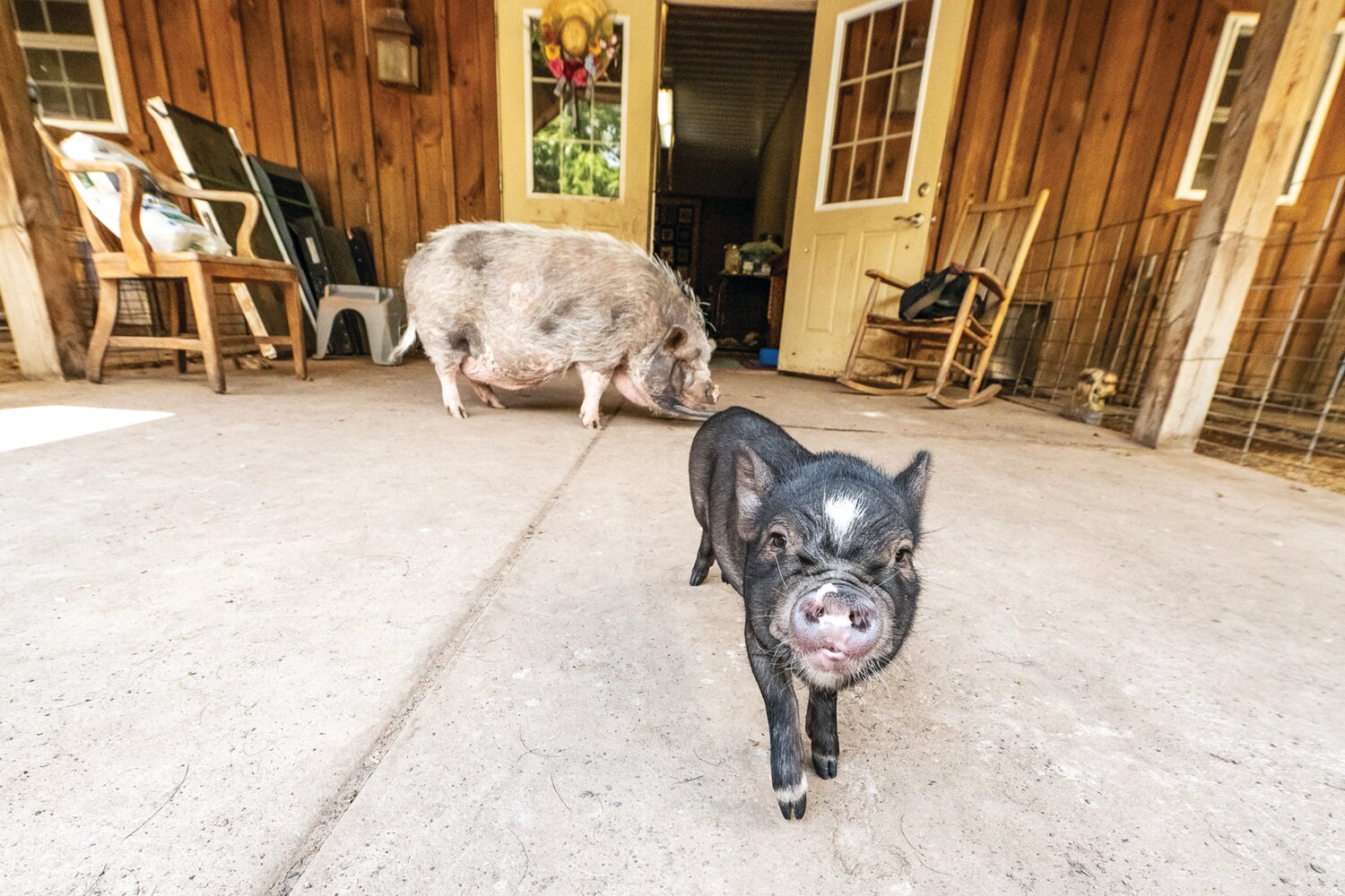 The money made from Ross Mill Farm’s products and services is used to finance rescue and care of pigs until they are adopted.