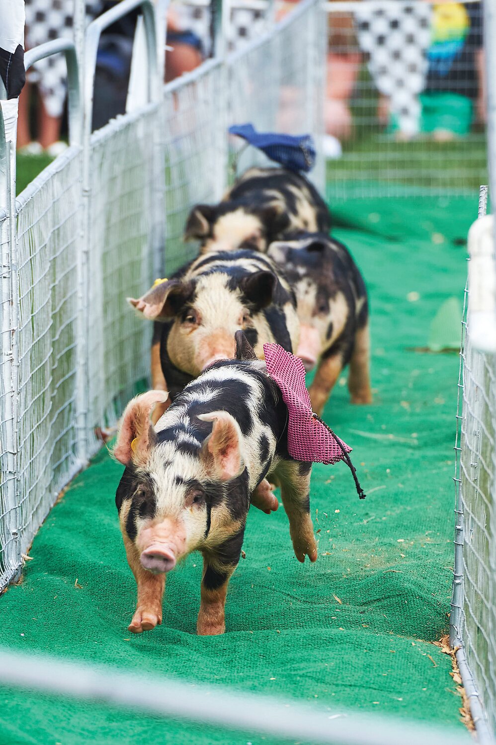 Pigs race at the Middletown Grange Fair in Newtown Aug. 17.