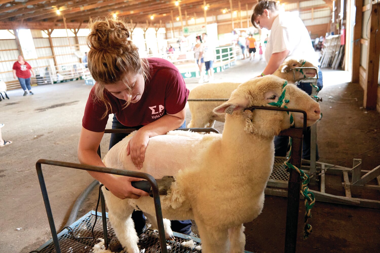 Heather Leatherman, assistant manager of the livestock center at Delaware Valley University, shears  sheep with the help of Emily Cullen at the Middletown Grange Fair Aug. 17.