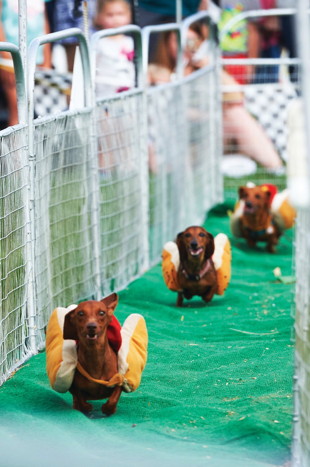 Dachshunds run in the hot dog races at the Middletown Grange Fair Aug. 17.
