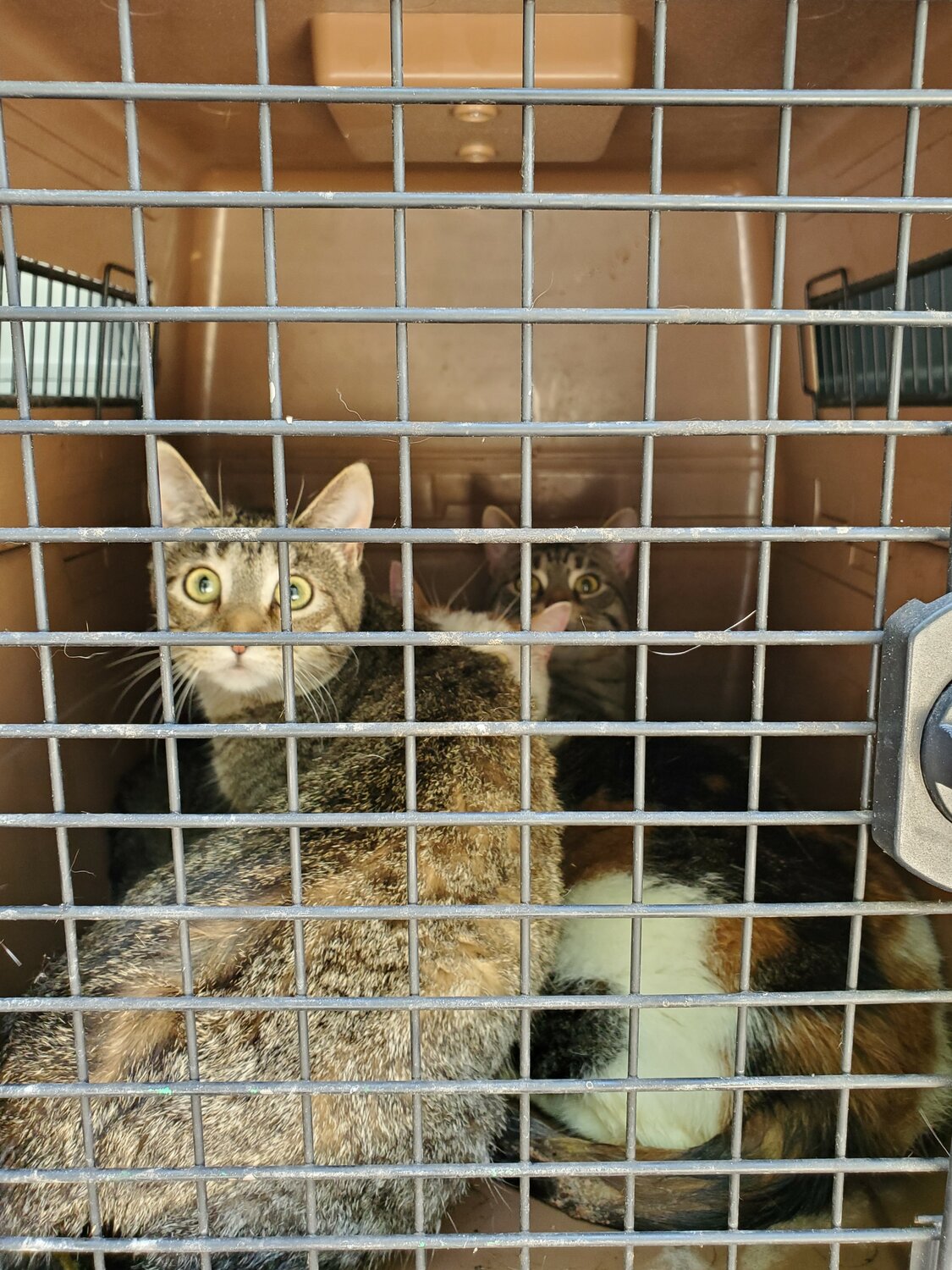 Some of the 33 cats rescued from a hotel room in Feasterville-Trevose by the Bucks County SPCA, along with three dogs.