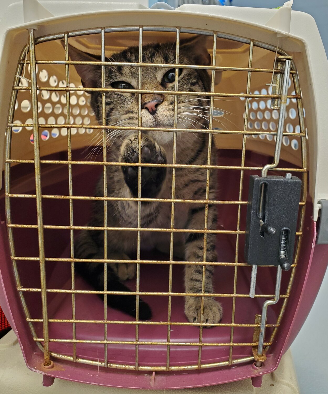 One of the 33 cats rescued by the Bucks County SPCA, along with three dogs,  from a hotel room in Feasterville-Trevose.
