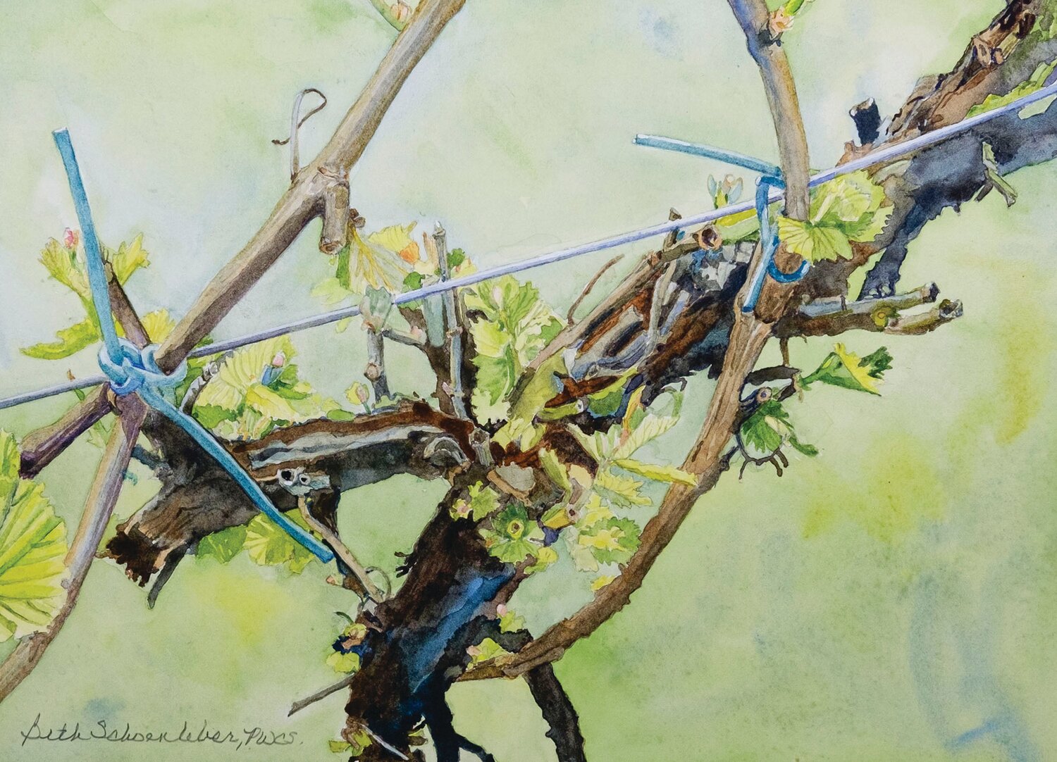 “Spring Bud Break,” a watercolor by Beth Schoenleber, was done at Wycombe Vineyards. It will be part of the Wine & Art Trail Exhibition, on weekends from Sept. 9 through Oct. 1, sponsored by the Arts & Cultural Council at Freeman Hall in Doylestown.