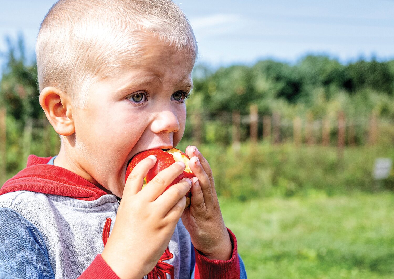 A child bites down on an apple at Solebury Orchards Saturday.