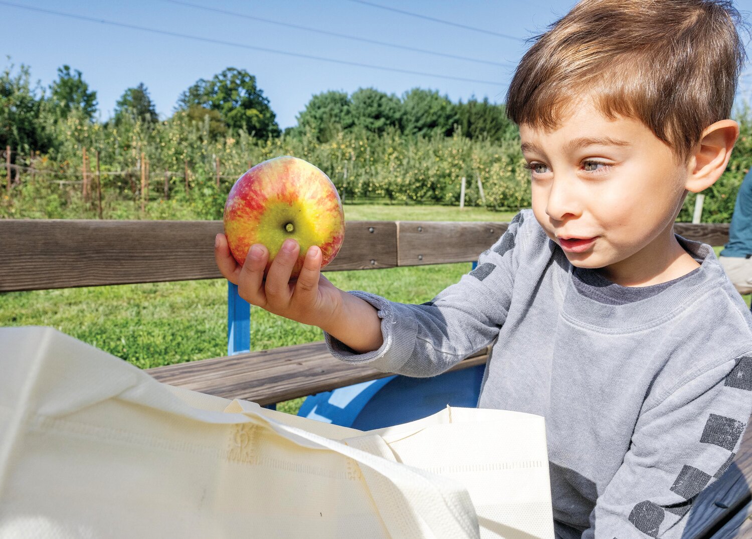 Reign Cogan, 3, eyes up an apple that he just picked off a tree.