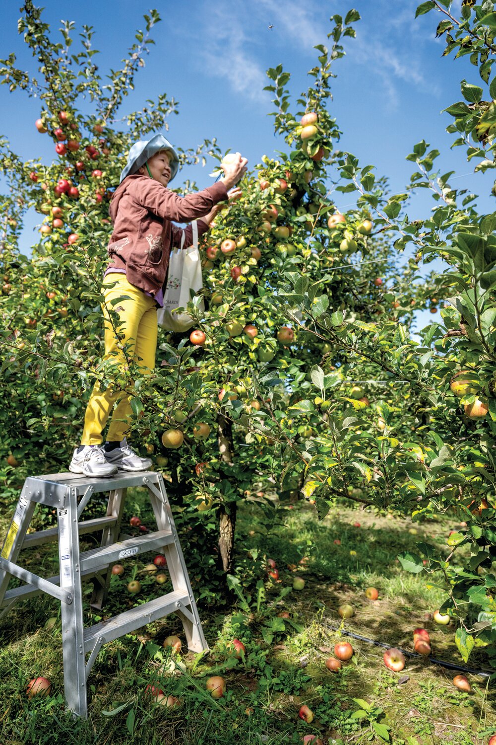 Lin Shen climbs atop a ladder for her selection of apples.