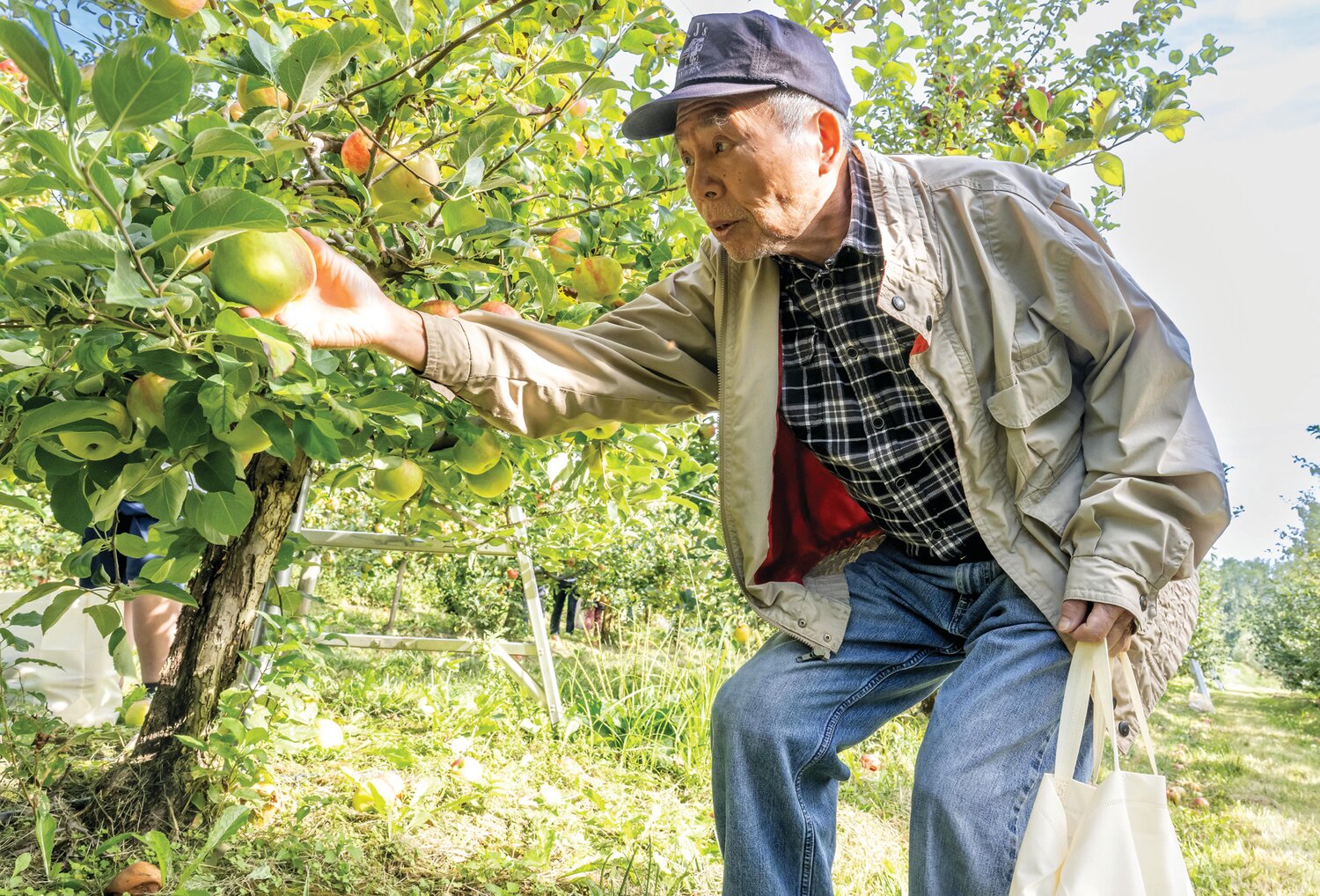 Shin Shen reaches low for apples at Solebury Orchards Saturday afternoon.