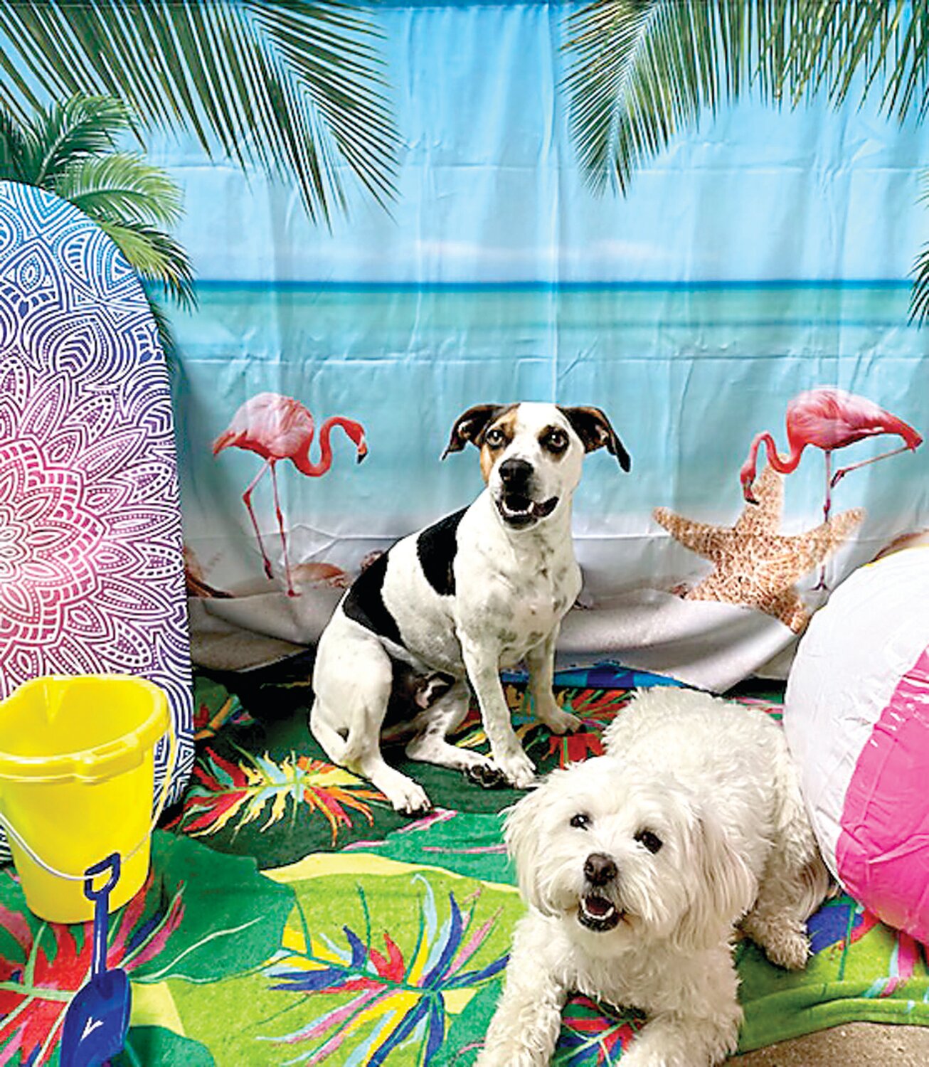 Dottie and Ivy attend Holiday House Pet Resort & Training Center’s Key West inspired Pup-A-Palooza, which raised funds for the U.S. War Dogs Association.