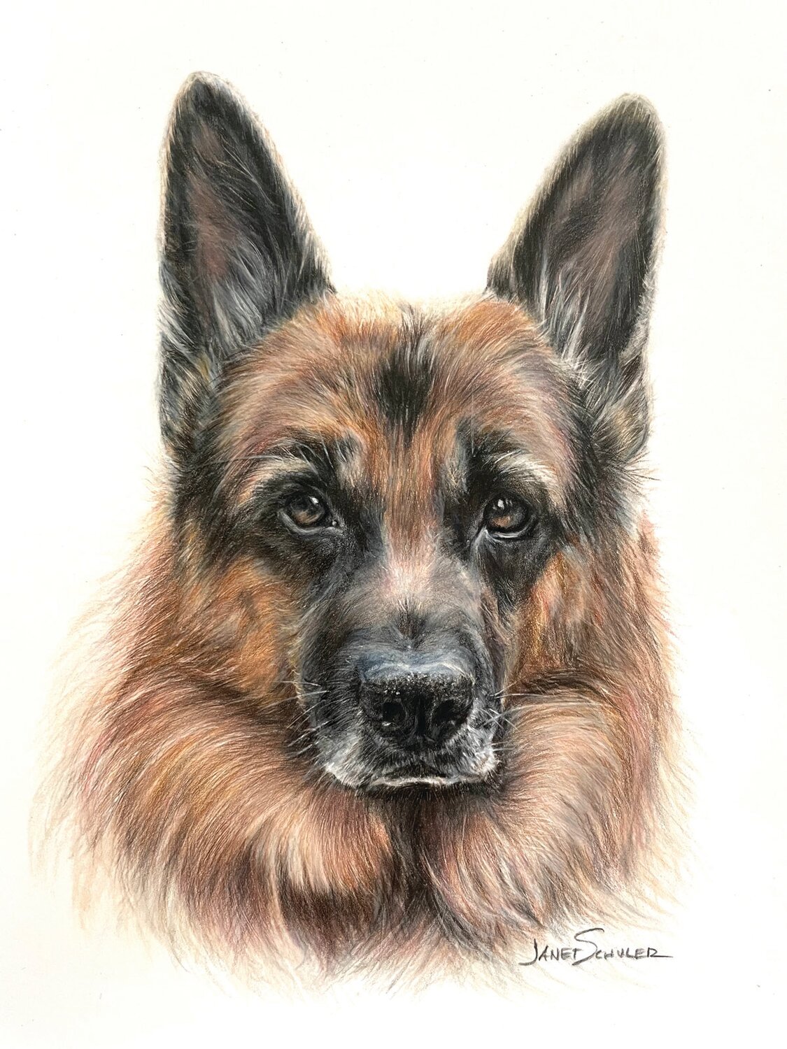 “Gunner,” a German Shepherd brought to life in colored pencils by Janet Schuler. To see more of her work, follow her Instagram page @janetschuler1732.