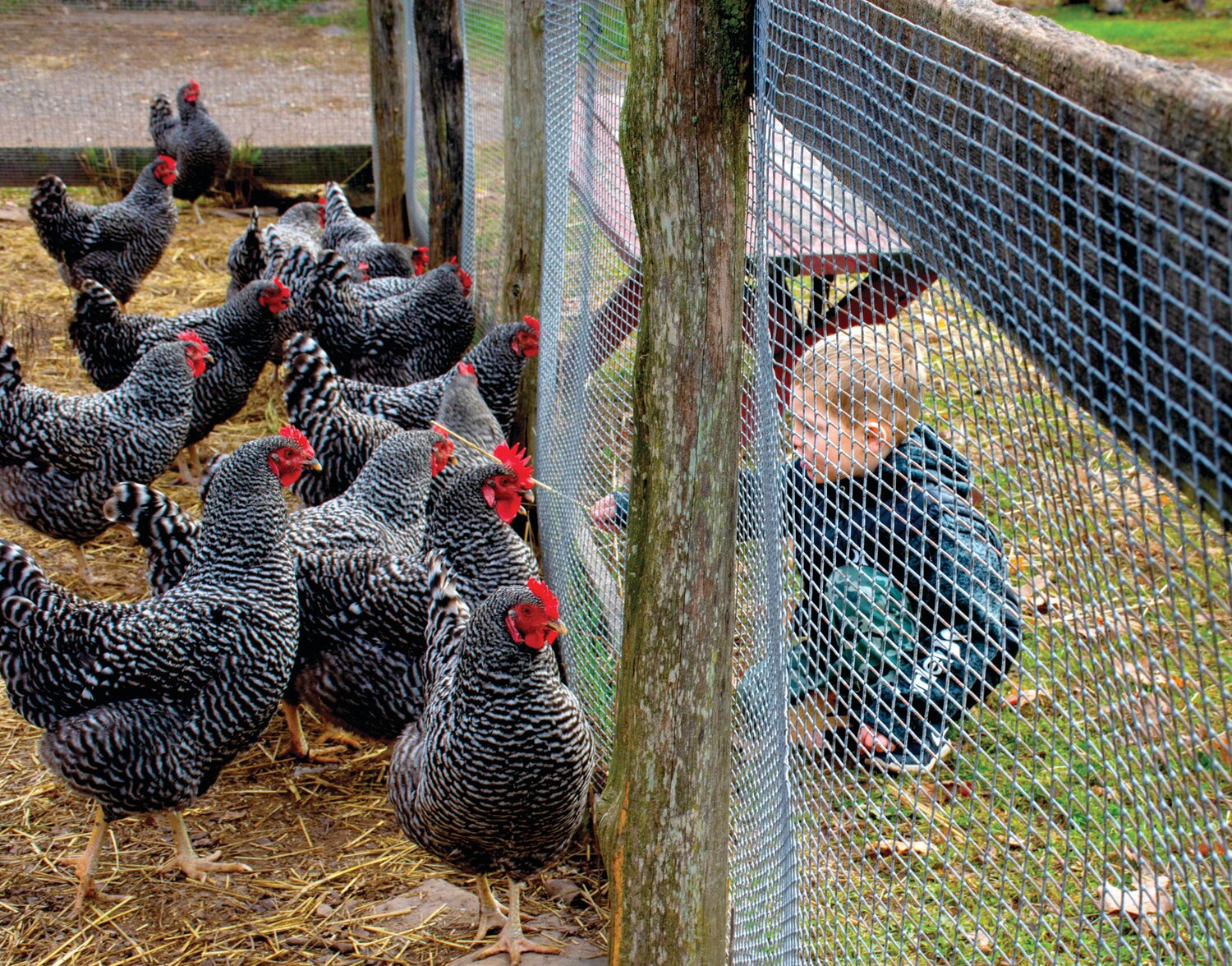A child visits the chickens at Howell Living History Farm.