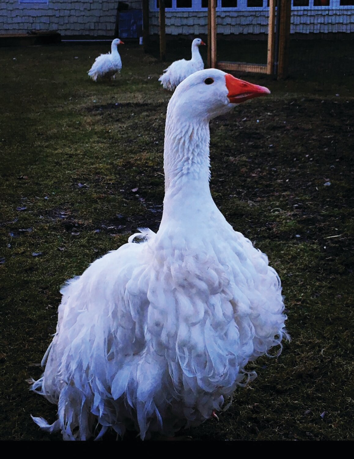 A Sebastopol goose.