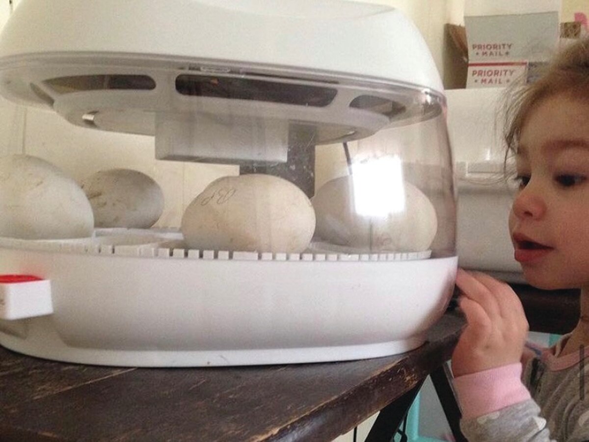 Milania Paulus, at 3 years old, takes a peek at goose eggs in the incubator.