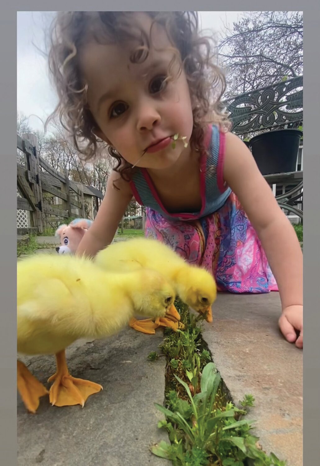 Meadow Paulus spends time with the goslings.
