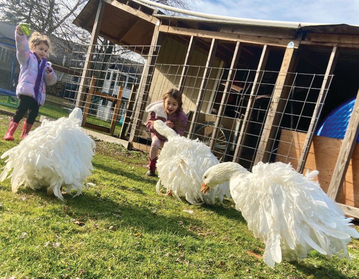 Milania, 7, and Meadow, 4, play with the Sebastopol geese at Fly Away Home Farm.