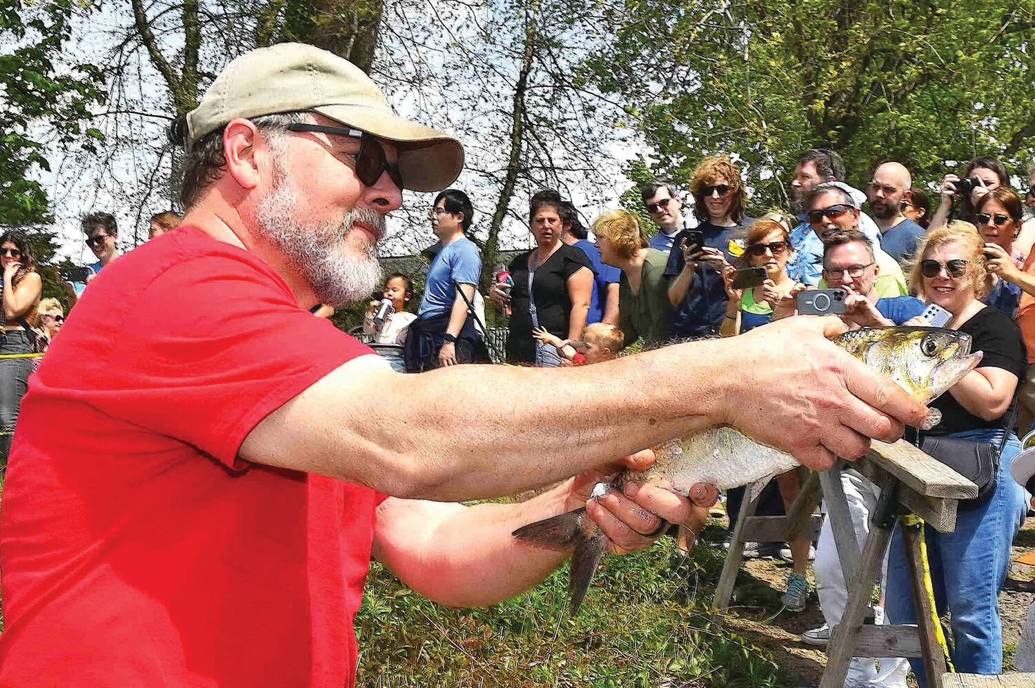 A member of the Lewis Fishery crew shows a shad to the crowd during Lambertville’s 2023 Shad Festival, held April 22 and 23.