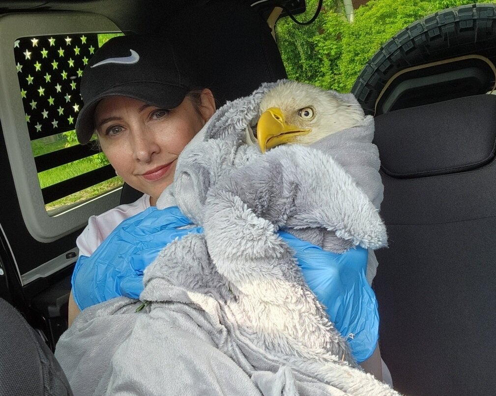 Eunice Brindza, of Warminster, holds the injured Solebury Bald Eagle in her husband Mark’s Jeep while awaiting help from Aark Wildlife Rehabilitation & Education Center.