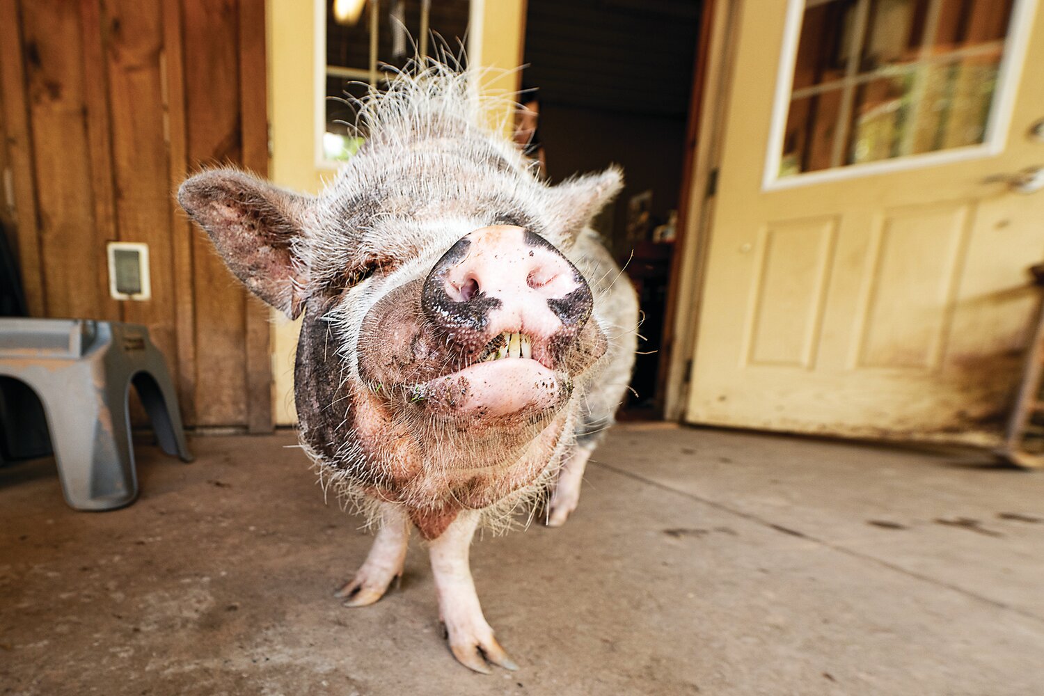 Ross Mill Farm is also a foster home that is tied to the Pig Placement Network, a non-profit organization that cares for potbellied pigs who are waiting to be adopted.