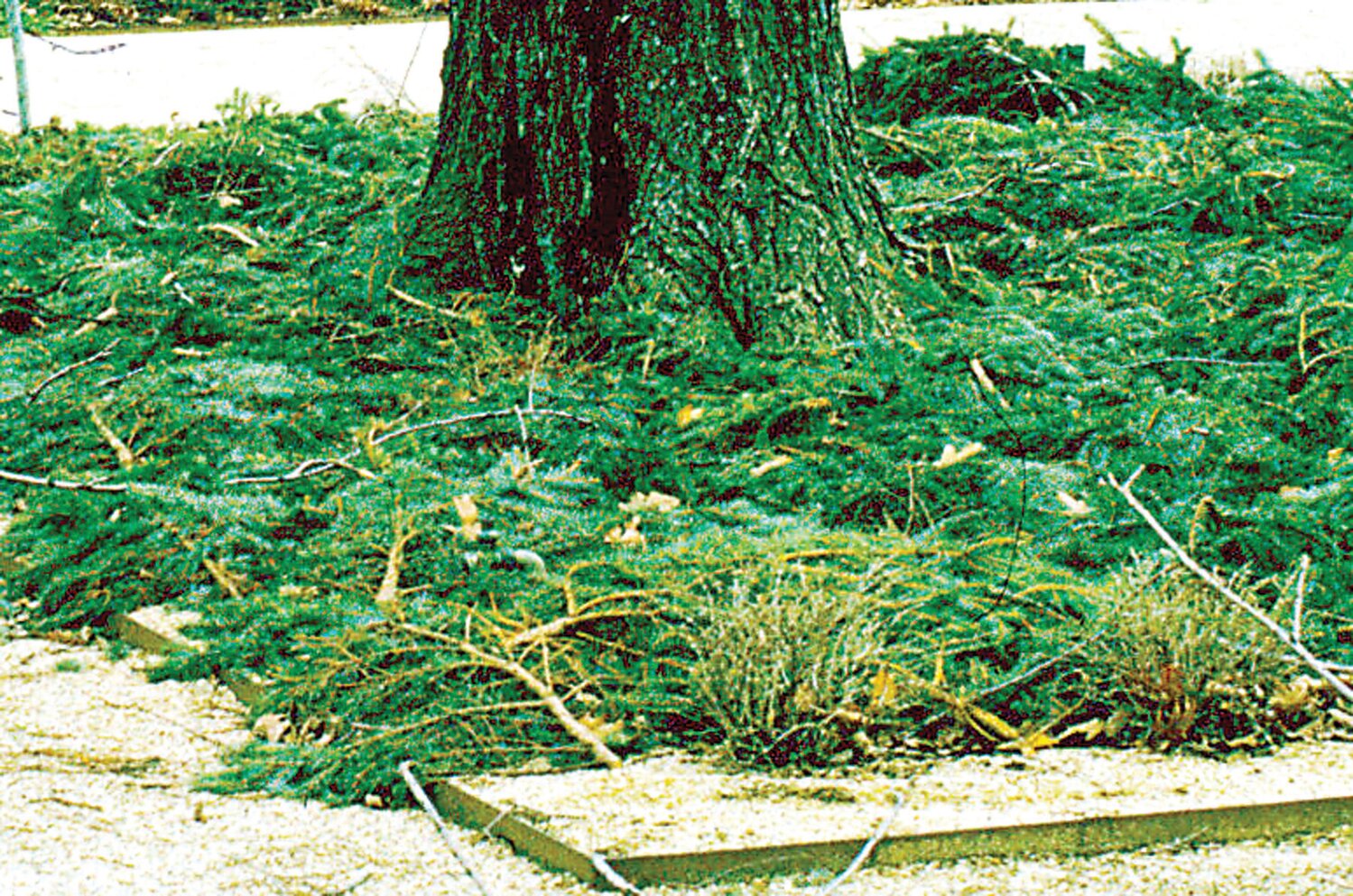 Removing the branches from Christmas trees and layering them over bulbs and perennials keeps the soil consistently cold, reducing the risk of early sprouting and winter damage.