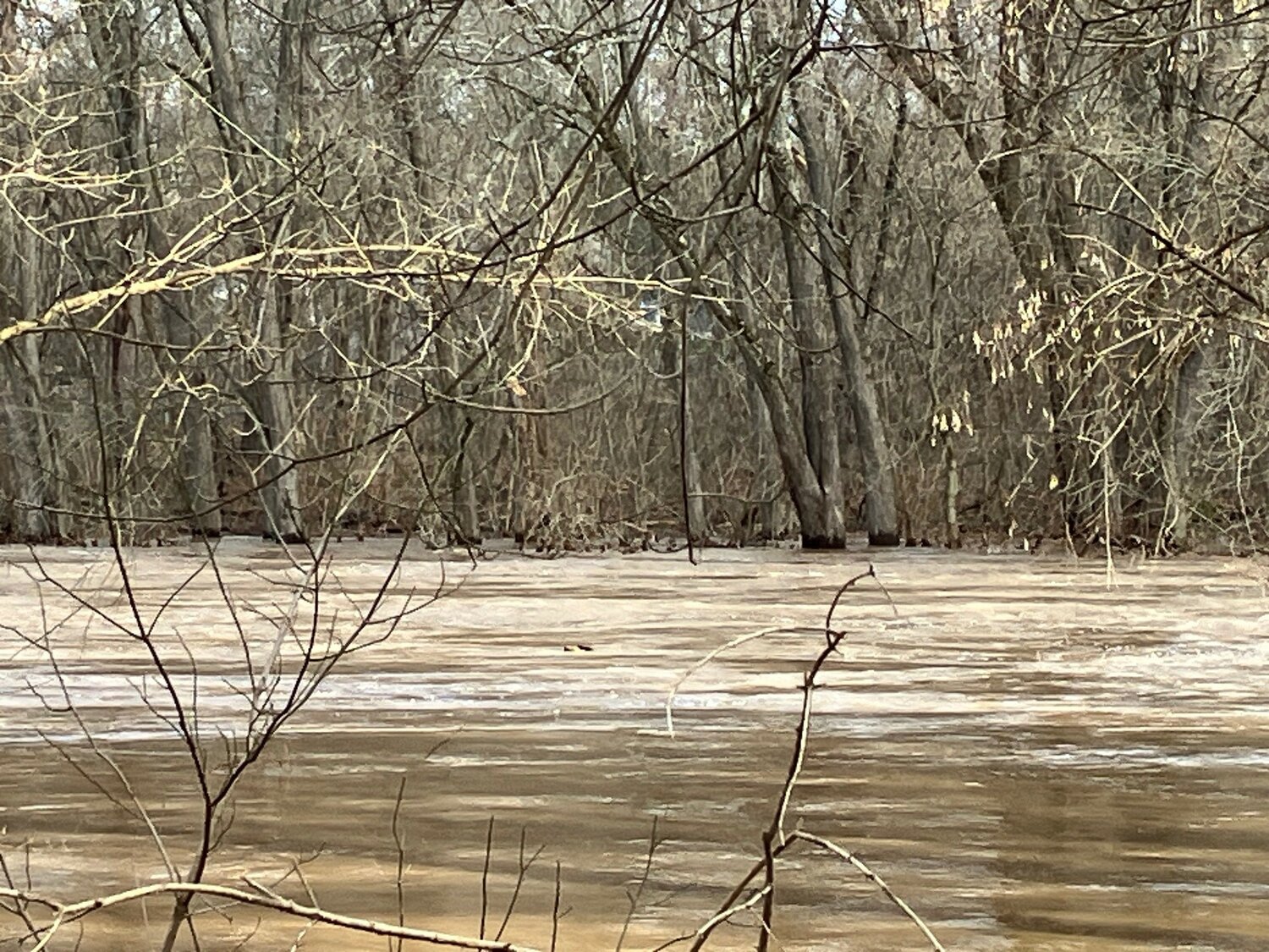 The swift-moving Neshaminy Creek leaped its banks and submerged the lower portions of trees and properties on both the Middletown and Lower Southampton sides of the creek on Wednesday.