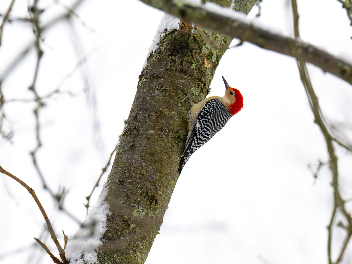 A red-bellied woodpecker chips away at a tree Tuesday in Plumstead Township.