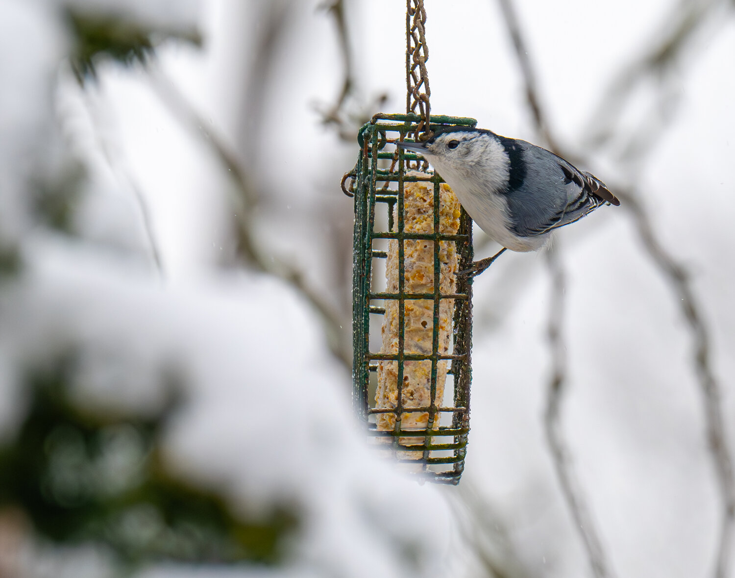 A white-breasted nuthatch enjoys a snack.