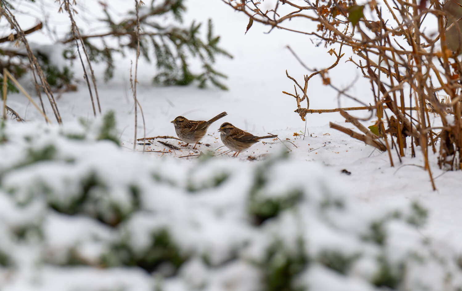 Sparrows opt for the seed that’s fallen to the snowy ground below the feeder.