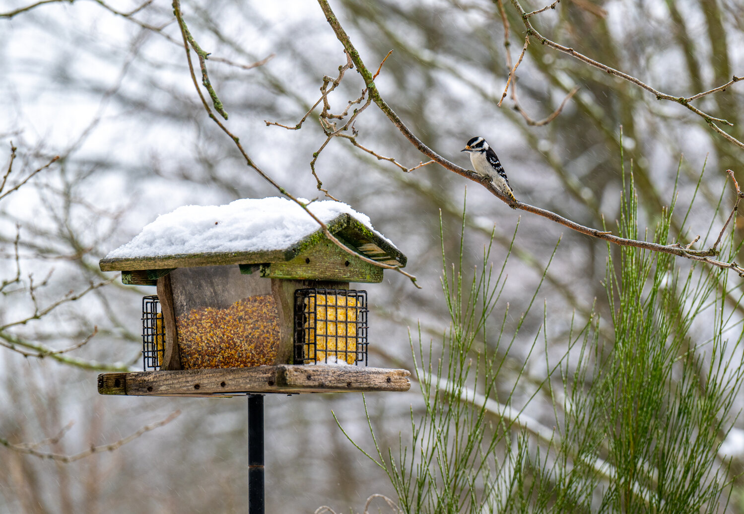 A woodpecker perches above a bird feeder Tuesday.