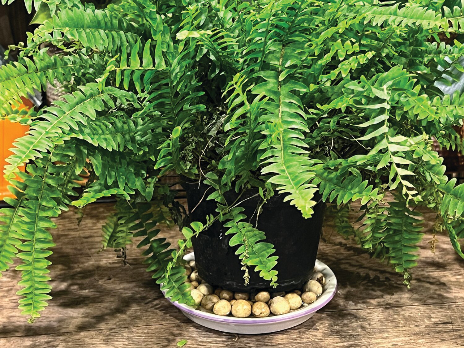 A fern set upon rocks in a tray minimizes the chance of root rot and increases humidity around the plant.