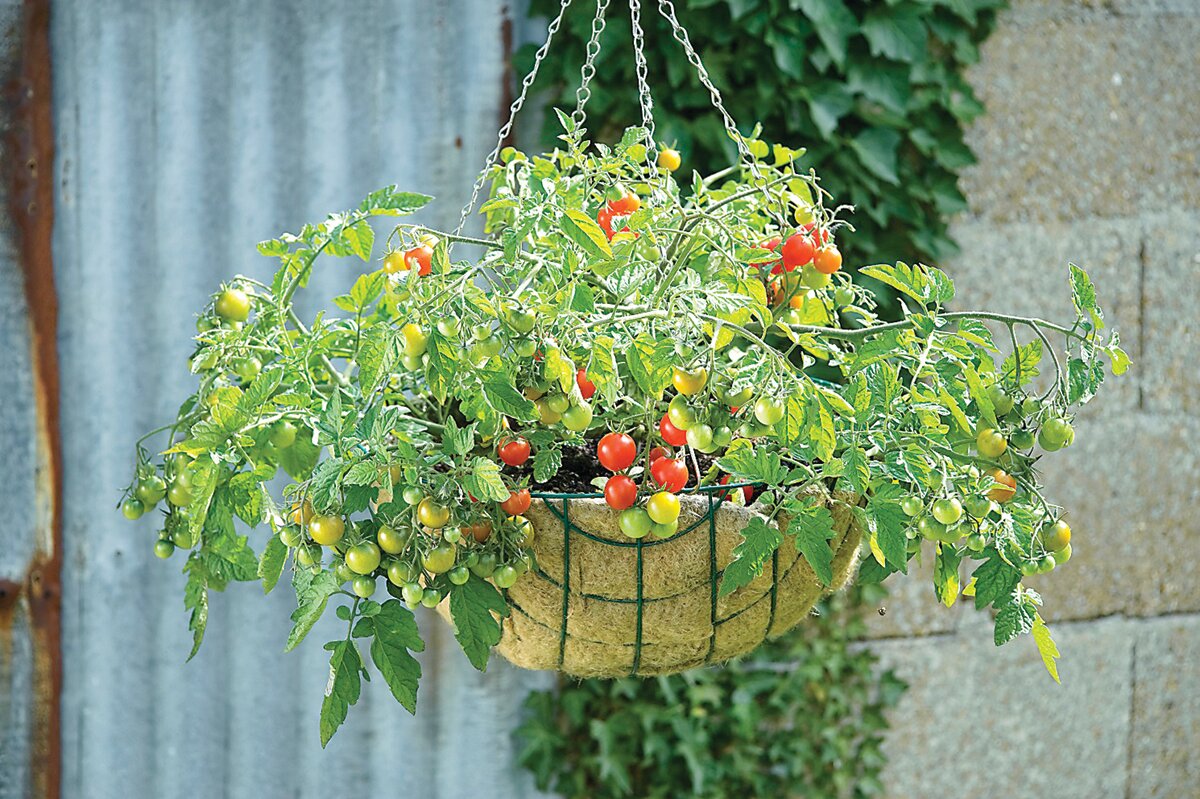 Lizzano is a semi-determinate tomato great for hanging baskets.
