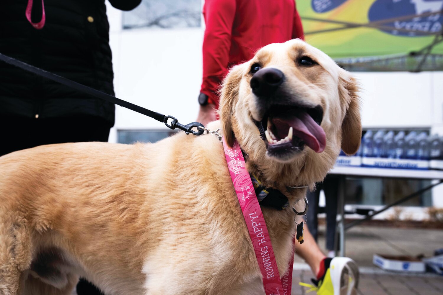 A dog wears a finisher’s medal, given to every person – and every canine – who crossed the finish line at the Great Cupid Run event at Delaware Valley University.