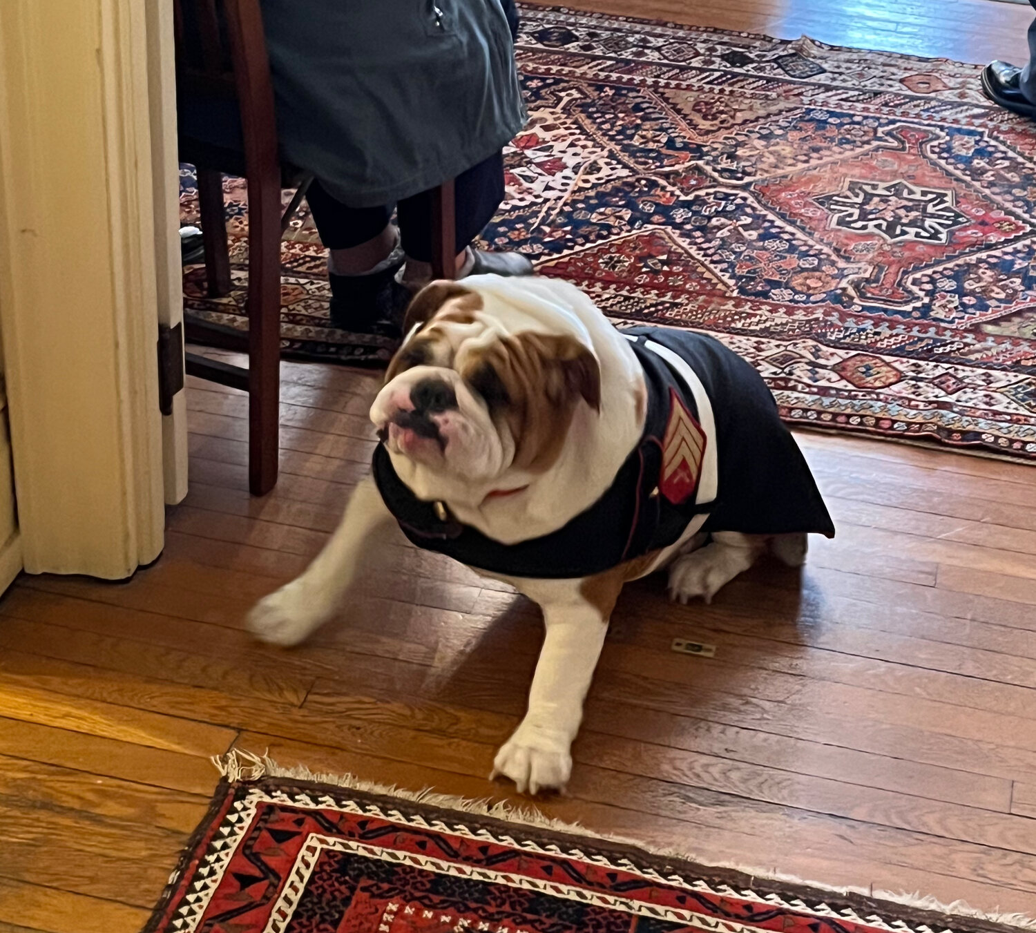 Bulldog Sgt. Leatherneck, of Colmar, joined the fun at the birthday party for veterans Sunday in Bristol Borough headquarters of the Washington Crossing Foundation.