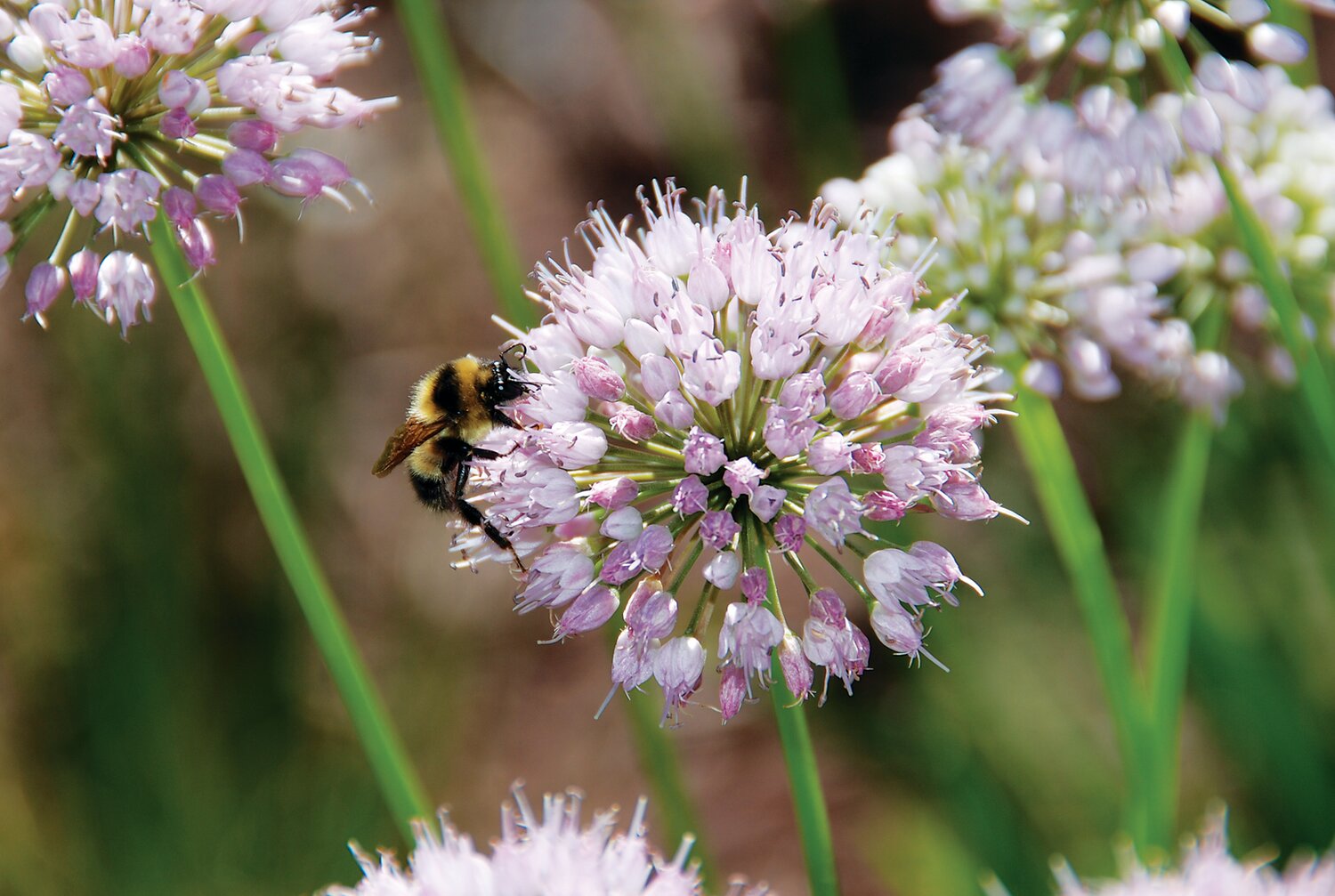 A bee lands on an allium. When preparing your garden for spring, leave some sunny spots bare for ground-nesting bees, which benefit gardens.