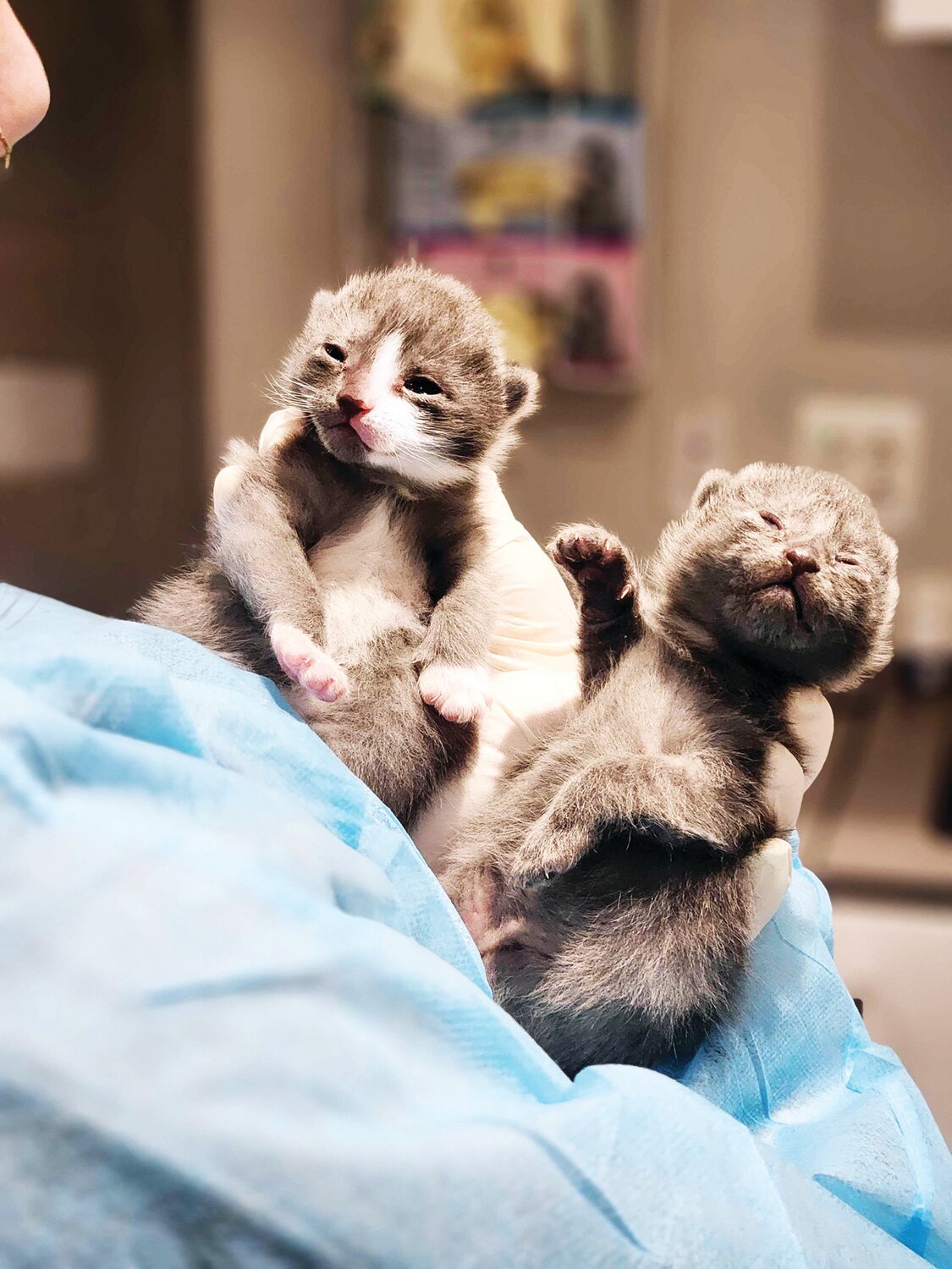 Tabby’s Place rescues newborns like Oat and Soy who are too fragile for other shelters.