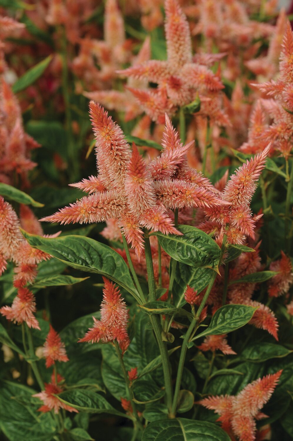 Heat and drought-tolerant Celosia Celway™ Salmon has spiky blooms atop 40- to 48-inch stems.