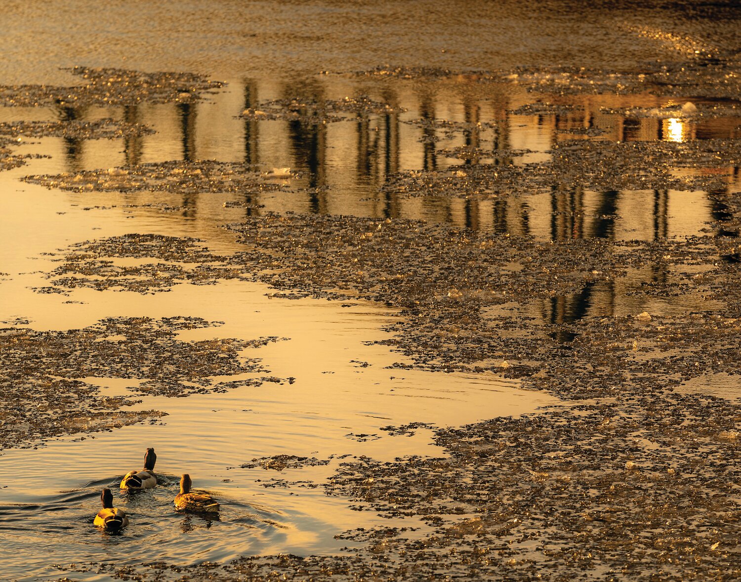 Ducks on the Golden River is by photographer Stephen Harris.