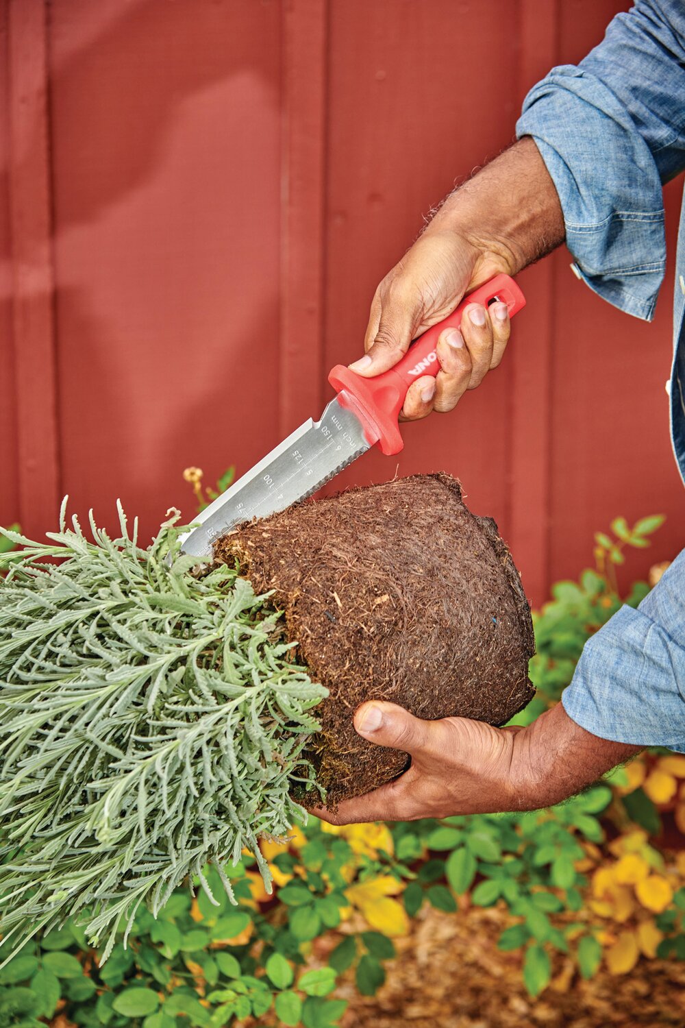 When dividing perennial plants use a sharp spade or Hori Hori garden knife to easily cut plants into smaller sections.