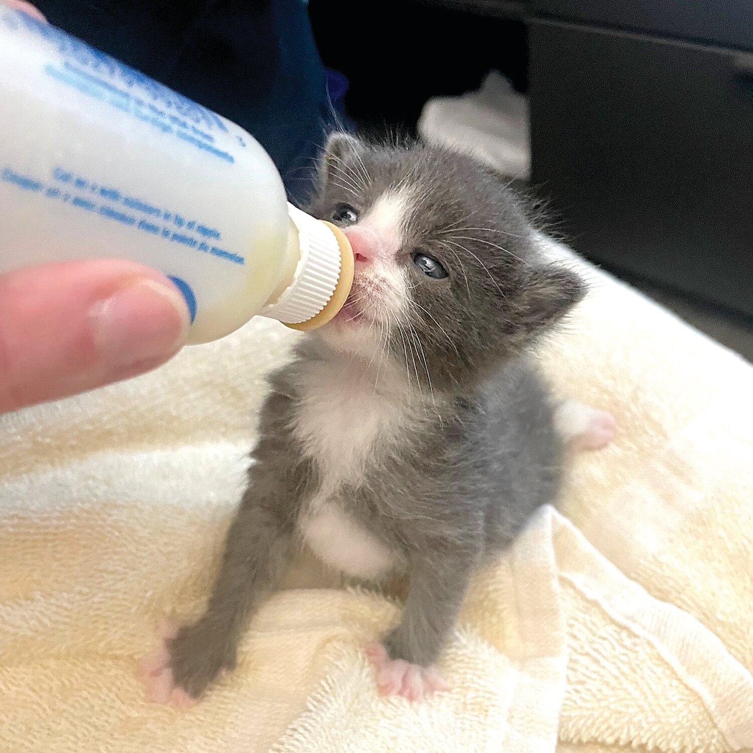 Women’s Animal Center needs foster volunteers to help with caring for kittens until they are ready to be adopted.
