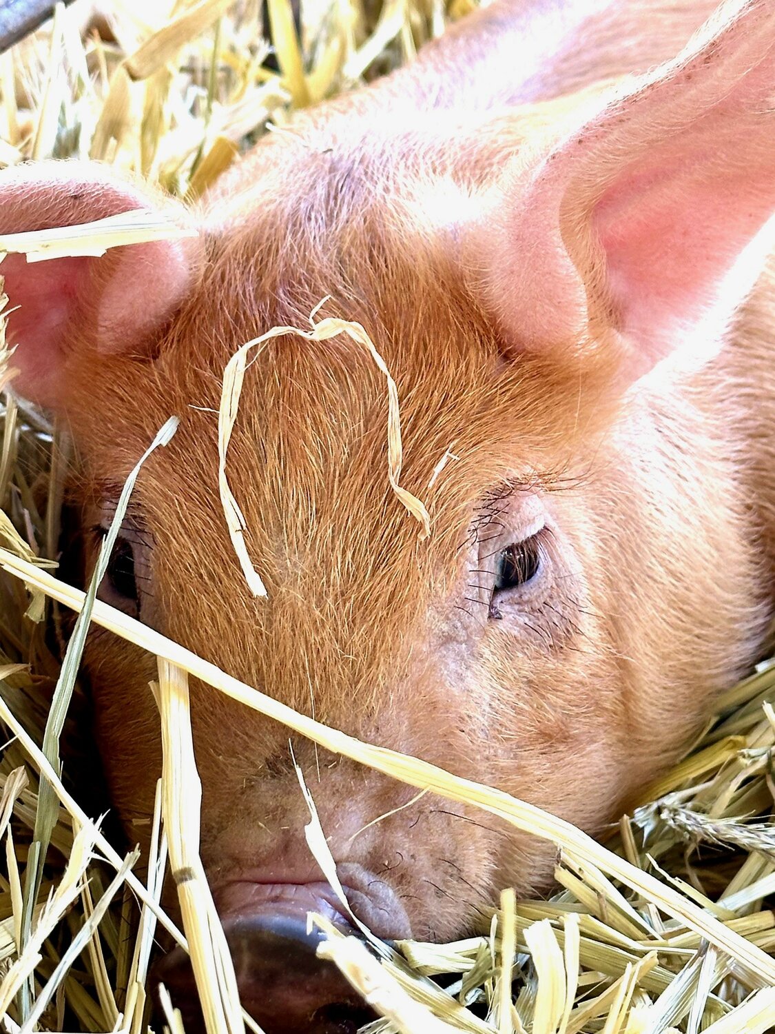A pig rests in the hay at A-Day.