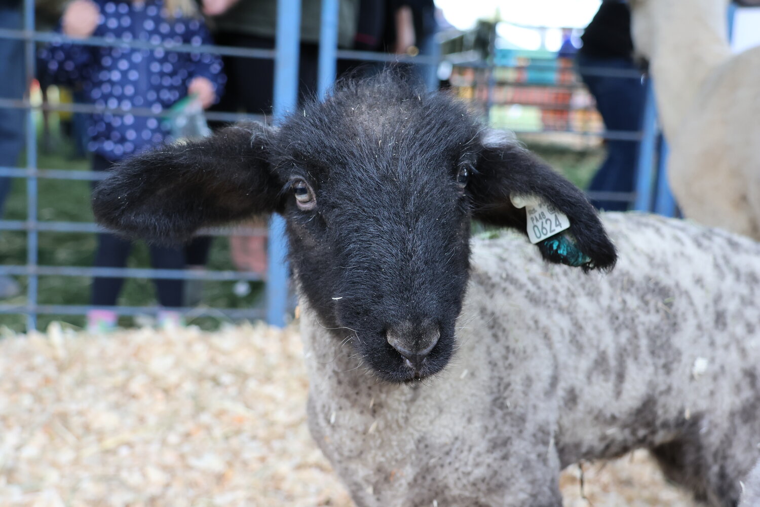 DelVal’s 74th A-Day celebration featured educational exhibits, livestock show, pig races and numerous demonstrations.