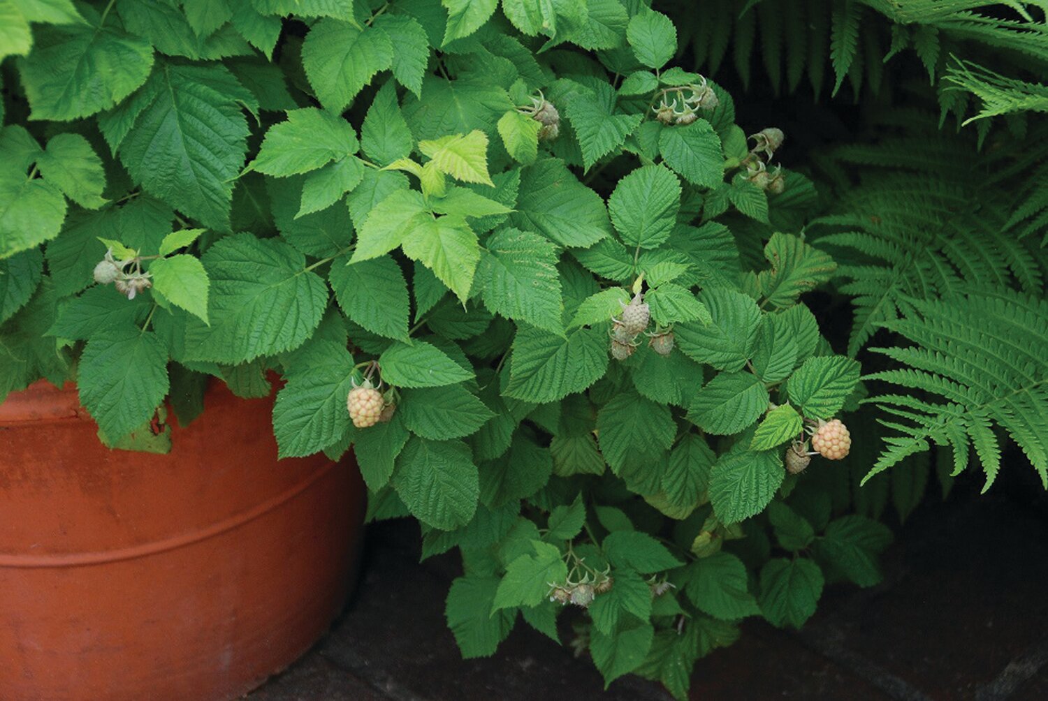 Compact varieties of raspberries and other fruit are well suited to being grown in containers and small spaces.